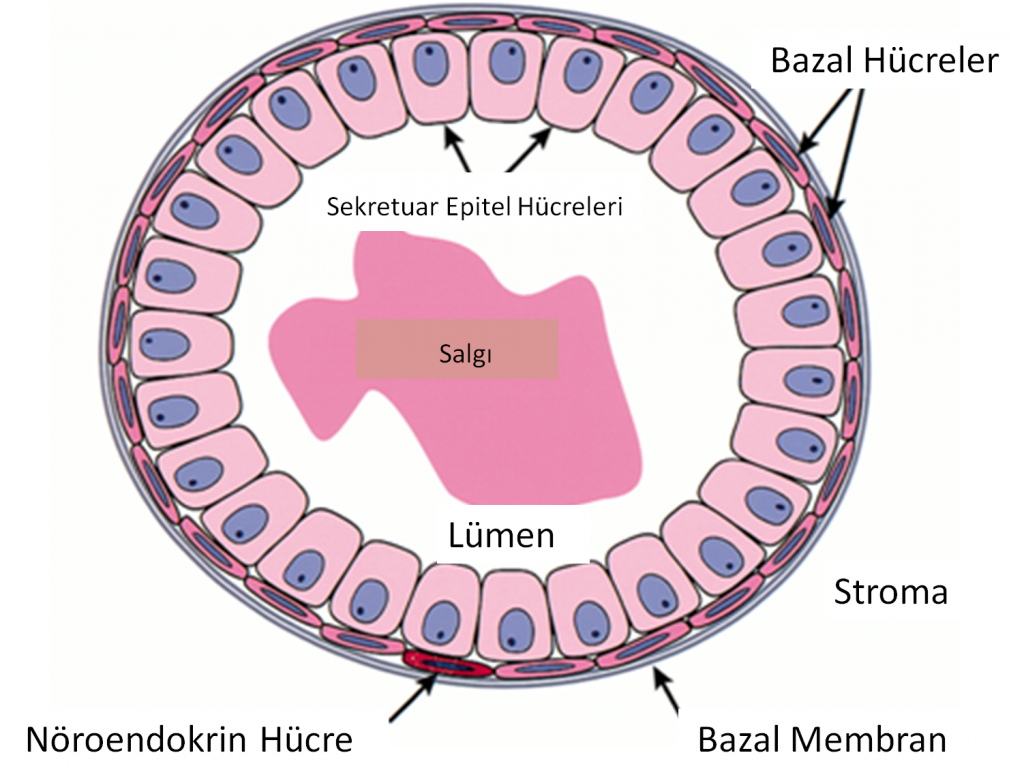 Resim-6: Bazal Membran ile çevrili 3 çeşit prostat salgı hücresi vardır
