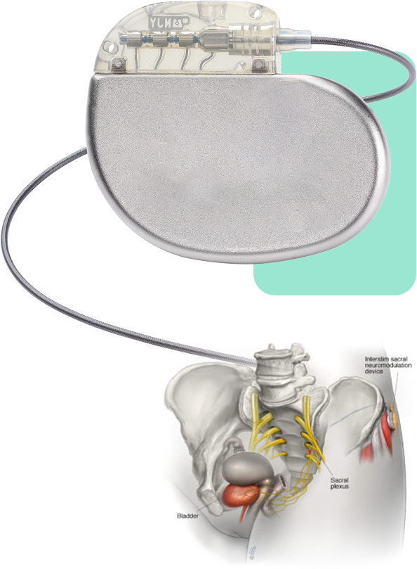 Pudendal Sinir