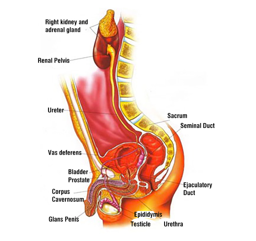 Bladder Cancer