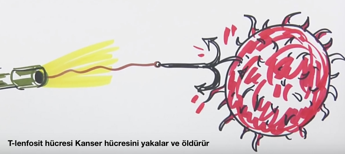 Kanser Hastalığında Kontrol-Noktası Baskılayıcıları Nedir?