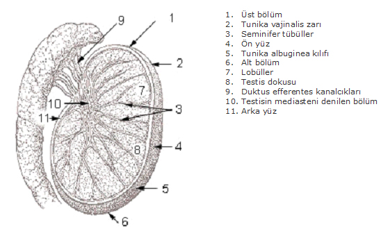 Resim-2: Testisin şematik anatomisi