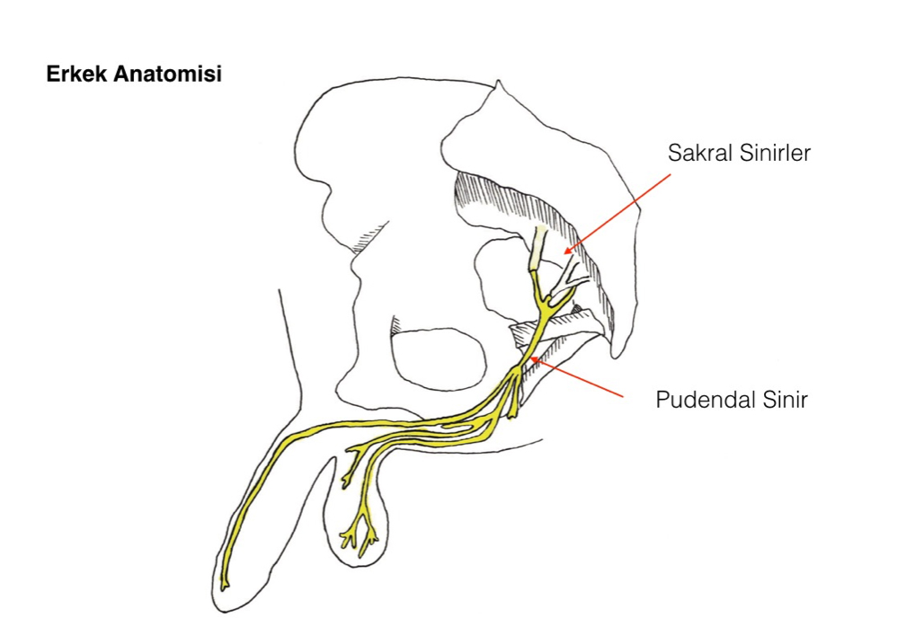 Pudendal Sinir Pili
