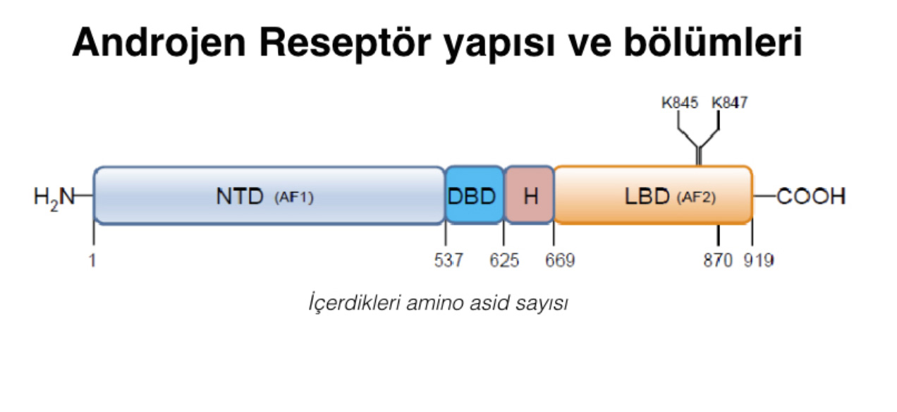 Prostat Kanseri ve Androjen Reseptörü