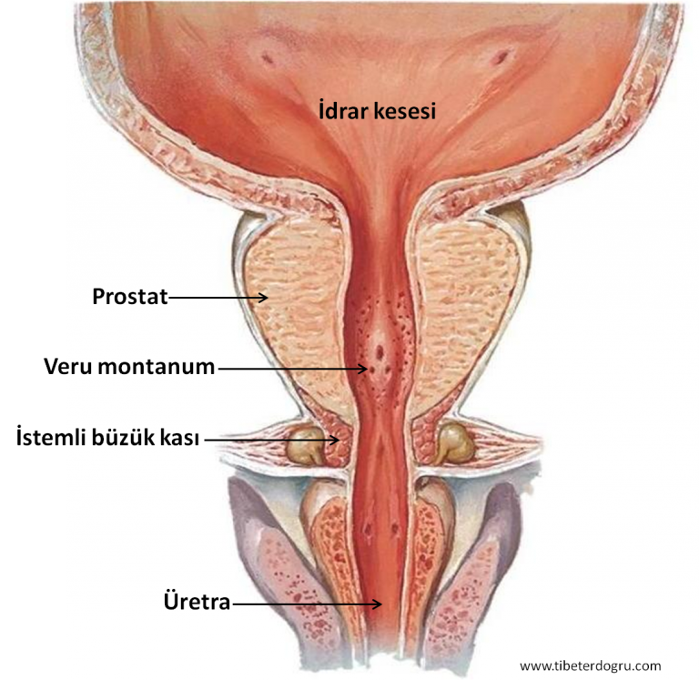 Prostat hastalığının baş göstermesinde ki başlıca sebepler nelerdir? Prostat hastalığına yakalanmamak için nelere dikkat etmeliyiz?