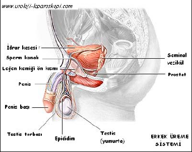 İnfertilite (Kısırlık) Tedavisi