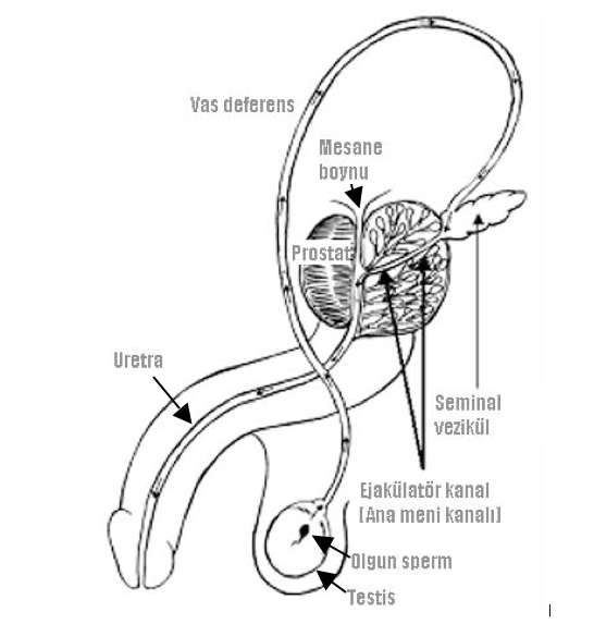 İnfertilite (Kısırlık) Tedavisi