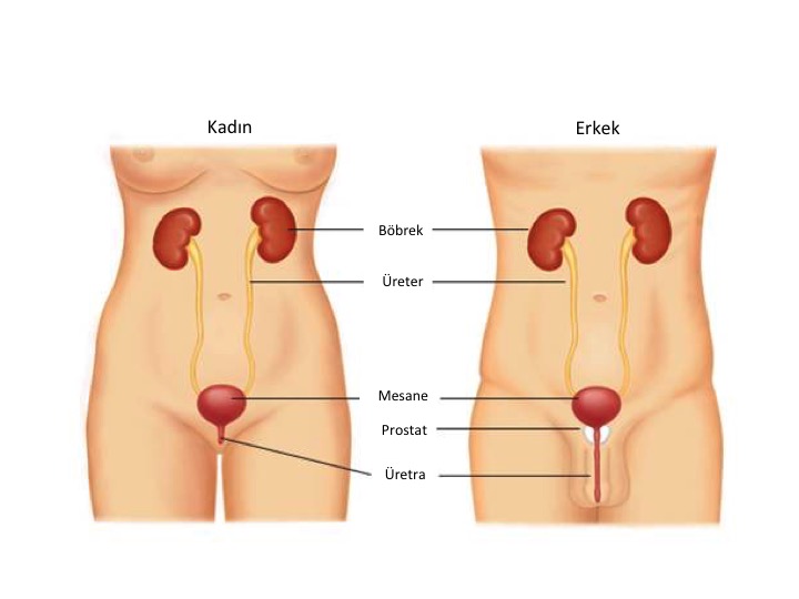 Şekil-1: Erkek ve kadındaki farklı idrar yolu anatomisine göre farklı mesane şekli.