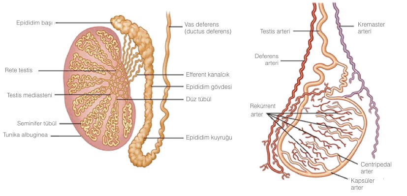 Testis Nedir? (Erbezi Nedir?)