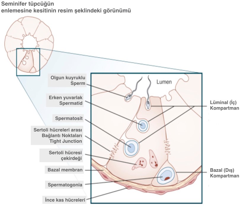Testis Nedir? (Erbezi Nedir?)