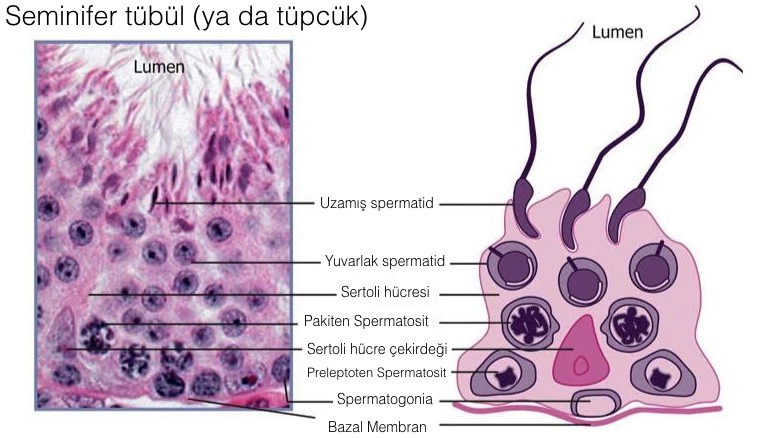 Testis Nedir? (Erbezi Nedir?)