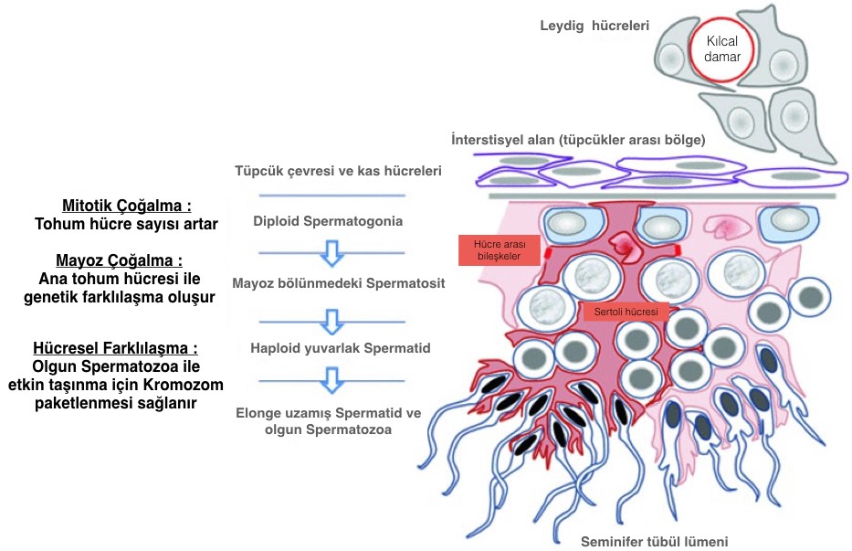 Testis Nedir? (Erbezi Nedir?)