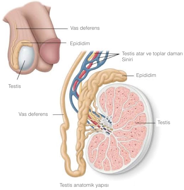 Testis Nedir? (Erbezi Nedir?)
