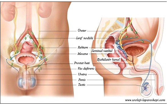 Erkek üreme organları ile idrar sisteminin anatomik yapısı ve birbiriyle olan ilişkisi yanında komşu organlarla olan yakınlığı.