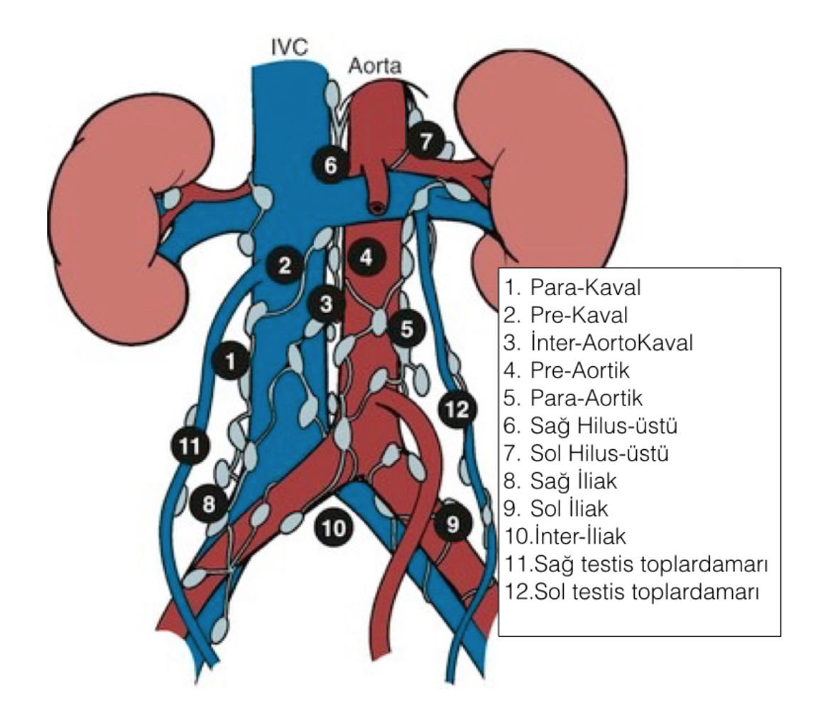 Retroperitoneum ve Lenf Yayılımı