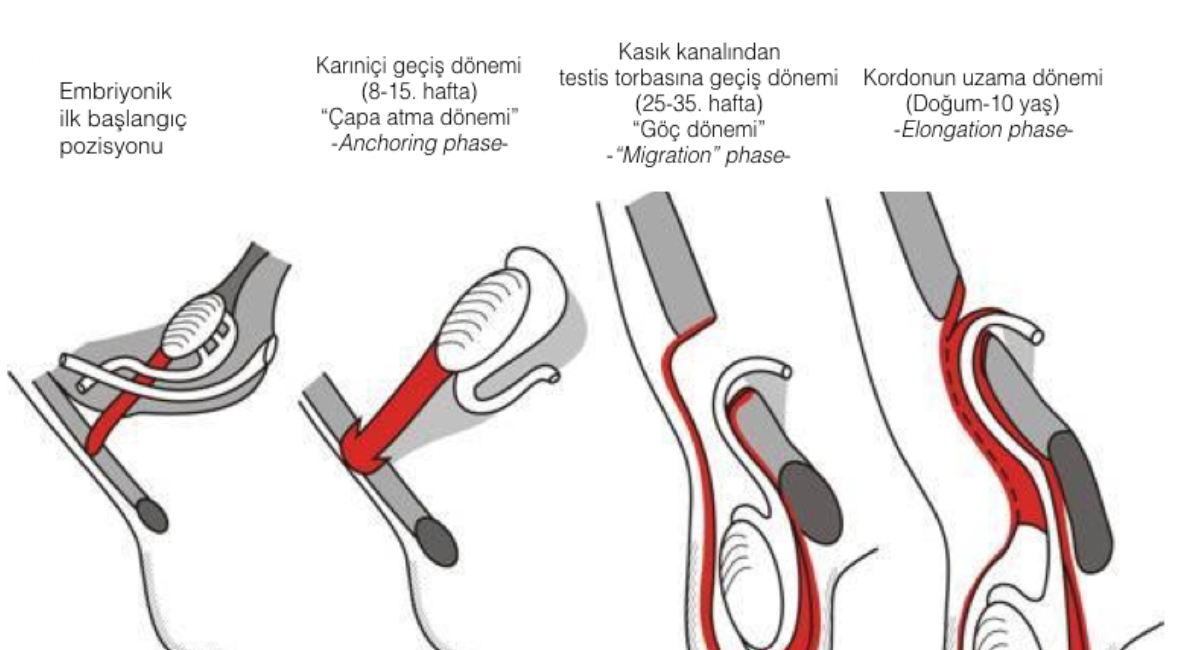 Retroperitoneum ve Lenf Yayılımı
