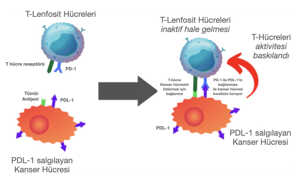 Şekil-15: PD-1 ile bağlanan PDL-1 T lenfosit hücrelerinin kanser hücrelerini öldürmesi durdurulur. İmmünoloji ilaçlarla bu bağlantı bloke edilir ve T hücresi kanser hücrelerini öldürmeye devam eder.