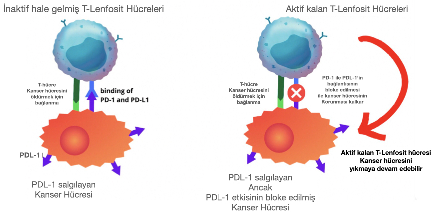 Şekil-16: PD-1 ile PDL-1 arasındaki bağlantı İmmünoloji İlaçlarla bloke edilip, oluşturulmayınca, kanser hücresi bu sistemle kendisini T hücrelere karşı koruyamaz hale gelir