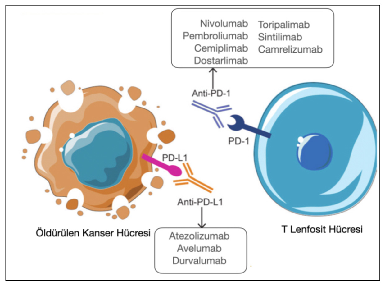 Şekil-7: Anti-PD1 ve Anti-PDL-1 ilaçlar