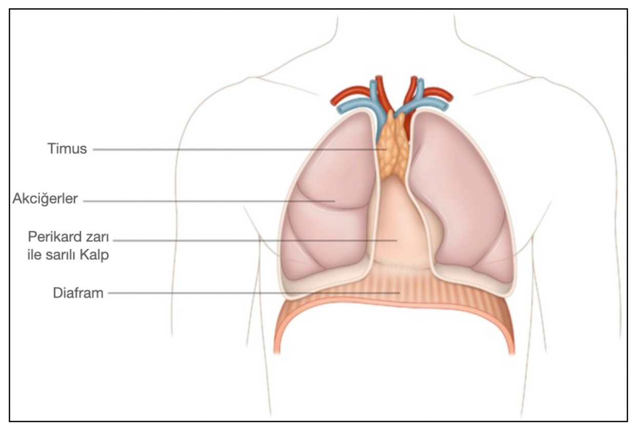 Şekil-4: Timus, iki akciğer arasında kalbin hemen üzerinde olan, T-lenfosit hücrelerinin yani hücresel bağışıklık sistemi hücrelerinin yapıldığı organdır