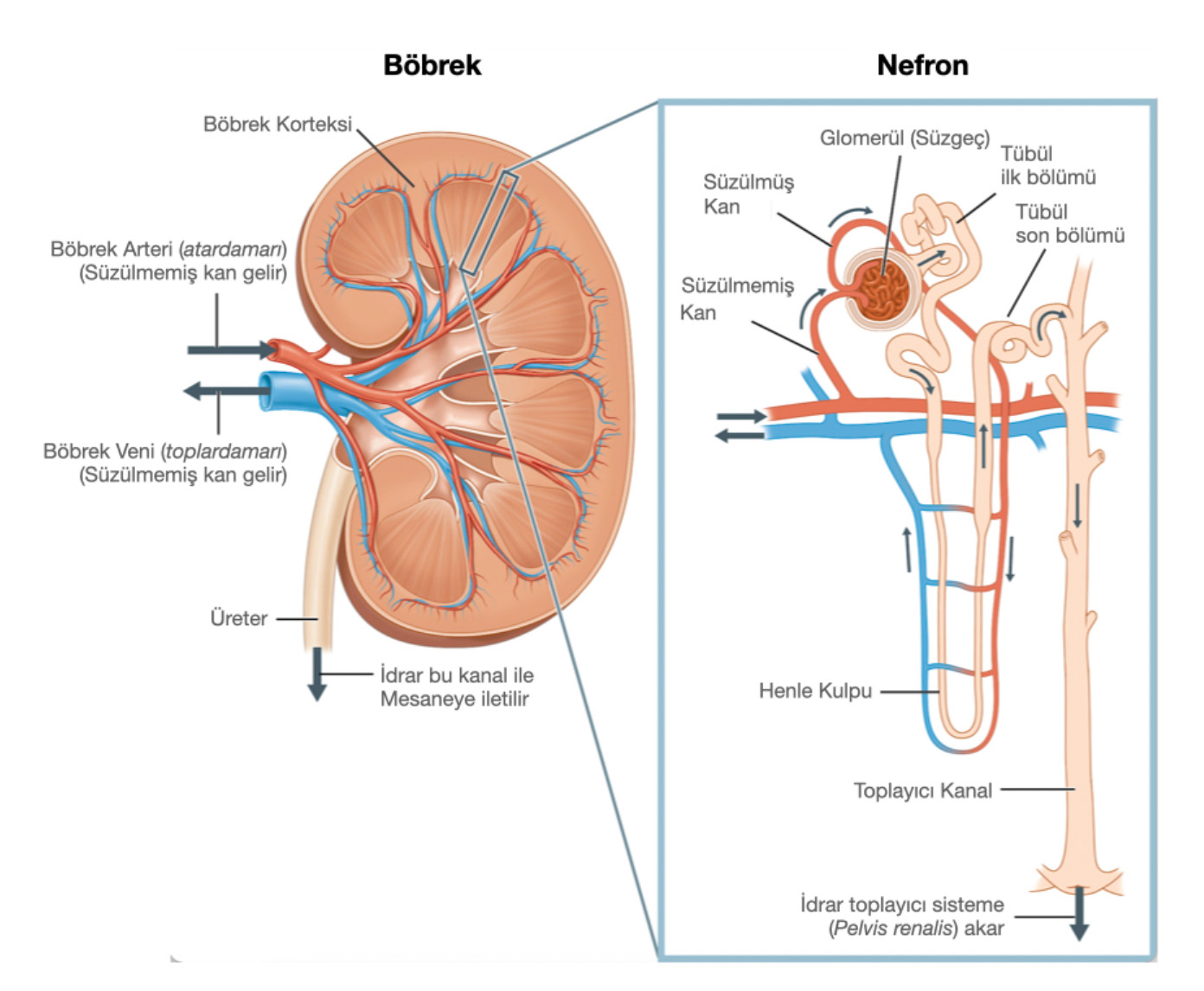 Şekil-1: Böbrek ve Nefron bölümlerinin detaylı anatomik şeması