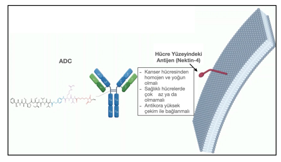Şekil-10: Enfortumab vedotin, hücre yüzeyindeki Nektin-4’e bağlanır.
