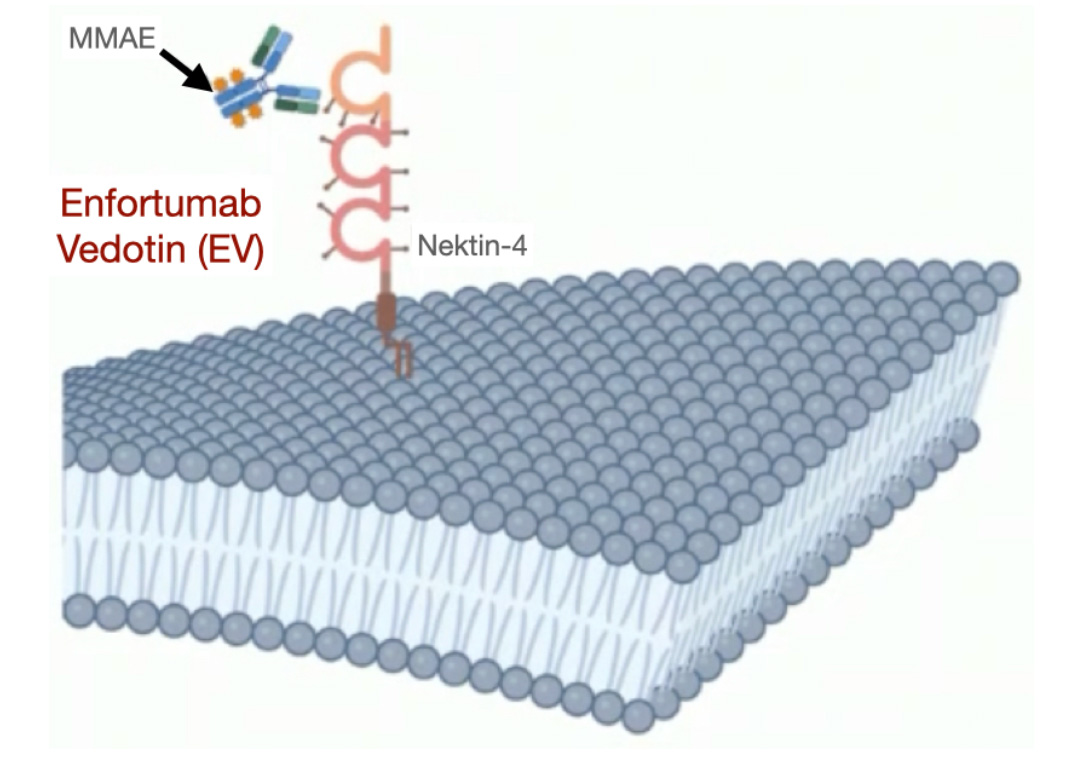 Şekil-6: Enfortumab vedotin isimli ADC, kanser hücresinin yüzeyindeki Nektin-4’e bağlanır.