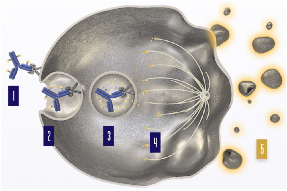 Kanser Tedavisinde  ADC (Antibody Drug Conjugate ; TR: Antikor İlaç Bileşenleri)