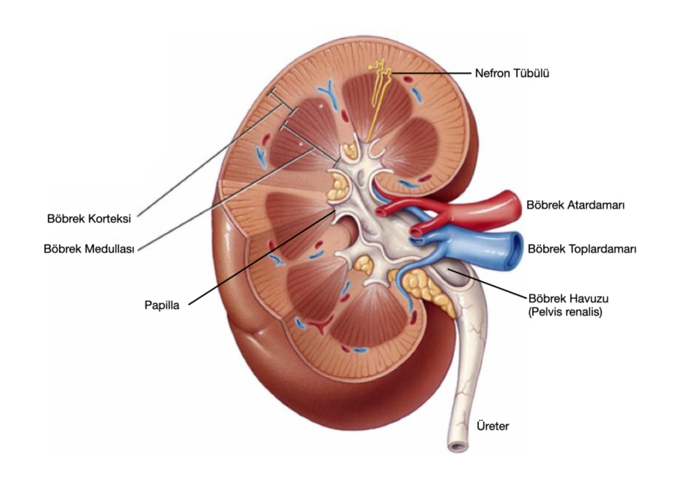 Şekil-9a: Böbrek anatomisinde Böbrek Korteksi ve Böbrek Medullası